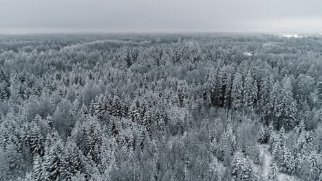 Aerial-drone-forward-moving-shot-over-beautiful-snow-covered-pine-and-fir-forest-on-a-cloudy-day