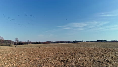 Canada-geese-and-other-migrating-birds-flying-south-in-autumn---rural-farm-fields-in-slow-motion