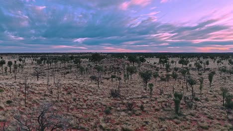 Flug-über-Eine-Atemberaubende-Wüstenlandschaft-Im-Outback,-Die-Nach-Den-Jüngsten-Regenfällen-In-Voller-Blüte-Steht