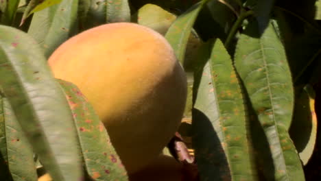 Close-up-of-a-yellow-peach-on-the-tree,-the-leaves-move-in-the-wind