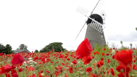 Old-historic-windmill-in-a-poppy-field
