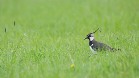 Kievit-bird-with-majestic-black-feathers-walking-in-green-meadow,-follow-view