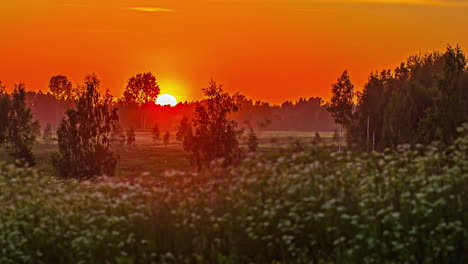 A-glowing,-golden-sunset-beyond-the-trees-in-the-countryside-and-wildflowers-in-the-foreground---time-lapse
