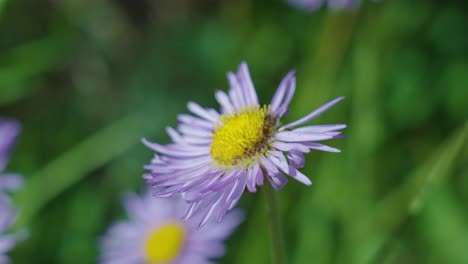 Purple-and-Yellow-Flower-|-Mount-Bierstadt,-Colorado