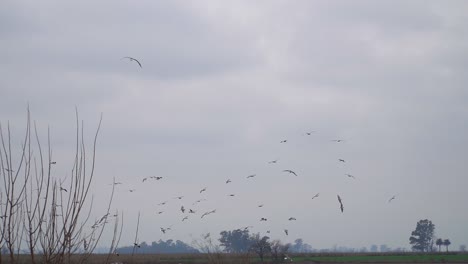 Gulls-and-chimango-caracaras-overfly-a-field-near-a-garbage-dumping-ground