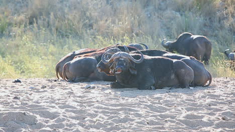Eine-Familie-Afrikanischer-Kapbüffel-Entspannt-Sich-In-Der-Mittagssonne
