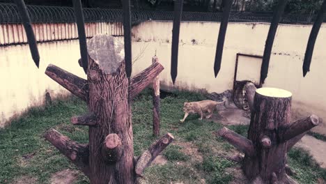 Südostasiatische-Löwin-Legt-Sich-Verspielt-In-Einen-Käfig-In-Einem-Malaysischen-Zoo