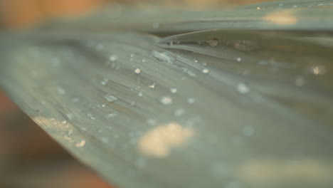 Blurry-Macro-shot-of-wet-leaves-in-morning-light,-Slow-motion