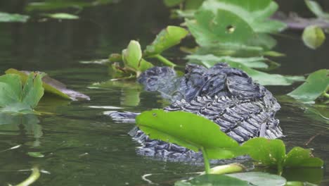 Alligator-swimming-in-South-Florida-Everglades-swamp-in-slow-motion