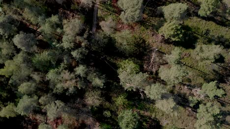 Aerial-top-down-view-of-a-thin-forest-with-the-trees-seen-from-above-throwing-long-shadows-in-the-late-afternoon-at-sunset