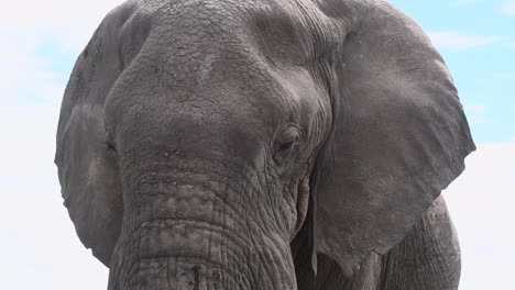 African-Elephant-big-bull-head-close-up,-with-many-flies-around,-tilt-shot