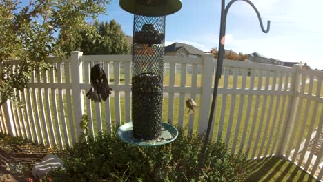 A-common-grackle-flies-in-slow-motion-to-eat-at-a-backyard-feeder-filled-with-sunflower-seeds