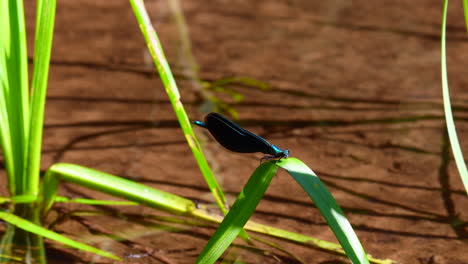 Beautiful-blue-male-demoiselle-holding-on-and-resting-on-a-blade-of-a-water-grass