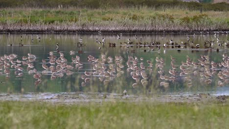 Migratory-bar-tailed-godwit-flock-hanging-out-in-Miranda,-New-Zealand,-Wide-Shot
