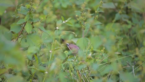 Indian-Silverbill-sitting-on-the-plants