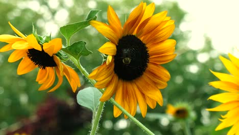 4K-Aufnahme-Von-Bienen,-Die-An-Einem-Sonnigen-Sommertag-Eine-Sonnenblume-Bestäuben