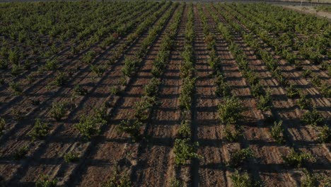 Aerial-Drone-shot-of-wine-yard-near-sunset,-with-long-shadows-stretching-across-the-ground