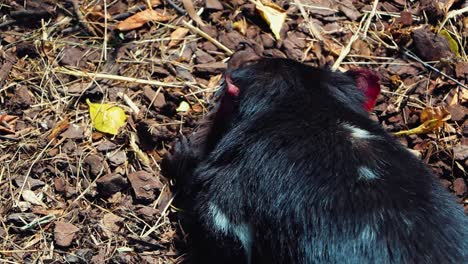 Tasmanian-Devil,-sick-from-devil-facial-tumor-disease-cancer
