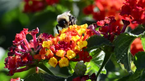 Hummel-Bestäubt-Wunderschöne-Rote-Und-Gelbe-Gartenblumen-Aus-Nächster-Nähe