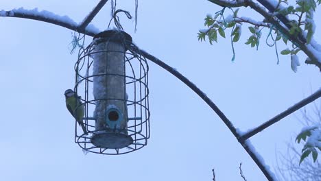 A-bird-flying-around-and-eating-from-a-bird-feeder-in-the-snow