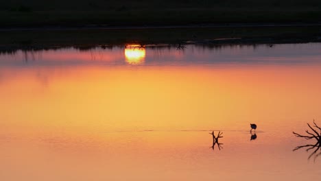 Pied-stilt-walking-across-shallow-water-hunting-and-feeding-at-sunset,-Tracking