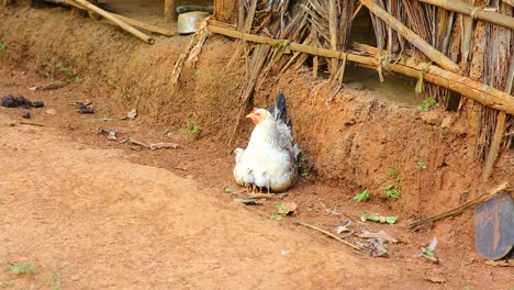 A-mother-hen-sits-in-the-dirt-as-her-little-chicks-huddle-under-her-for-heat-and-protection-peeking-out-from-her-feathers