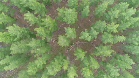 Flying-above-tall-green-pine-trees-in-Kuitpo-Forrest,-Adelaide,-South-Australia