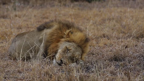 Male-lion-lays-head-down-to-fall-asleep-in-Greater-Kruger-National-Park,-South-Africa