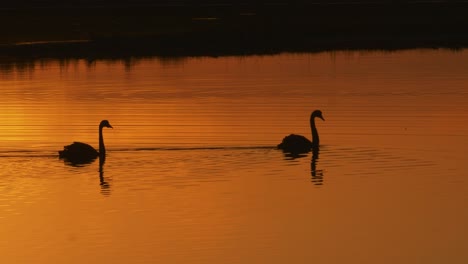 Graceful-silhouette-swans-swimming-across-lake,-orange-sunset-at-bird-sanctuary