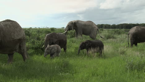 African-Elephant-family-eating-in-grasslands,-Amboseli-N