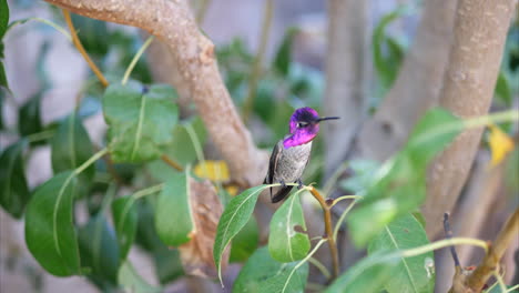 A-bright-pink-Annas-Hummingbird-sitting-on-a-tree-branch-searching-for-nectar-and-calling-for-a-mate-during-mating-season-in-California