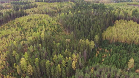 Drohnenaufnahme-Eines-Herbstlich-Gefärbten-Borealen-Waldes