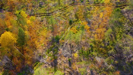 Luftaufnahmen-Von-Oben-Nach-Unten,-Die-Nach-Dem-Holzeinschlag-Nach-Links-über-Einen-Spätherbstwald-Gleiten