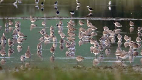 Bar-tailed-godwit-flock-feeding-in-New-Zealand-estuary-pond-during-migration