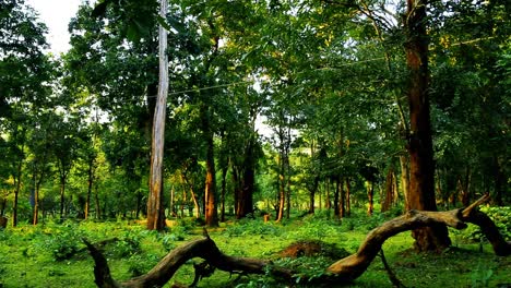 Wide-angle-view-of-tall-trees-in-a-dense-forest