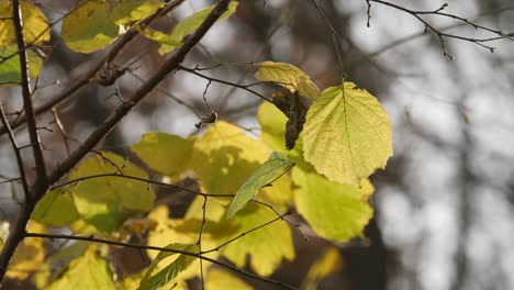 Blätter-Im-Herbst,-Beleuchtet-Von-Der-Sonne