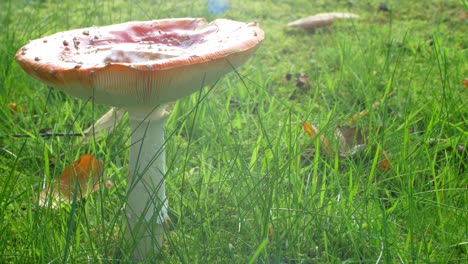 Left-panning-horizontal-shot-mushroom-in-sunlight-haze