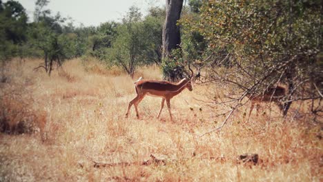 Impala-Kämpft-In-Der-Afrikanischen-Sabana