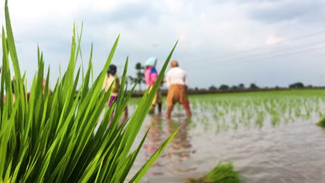 Frauen-Sind-Damit-Beschäftigt,-Reissämlinge-In-Indien-Zu-Pflanzen