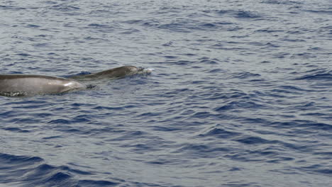 Slow-motion-shot-of-dolphins-in-atlantic-ocean-near-Tenerife