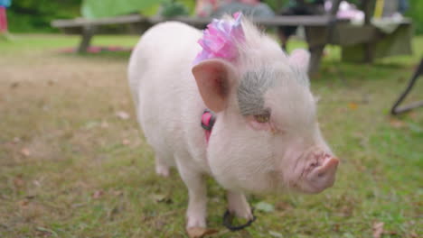 Pet-pig-wearing-pink-bow-looks-around-field-before-walking-away