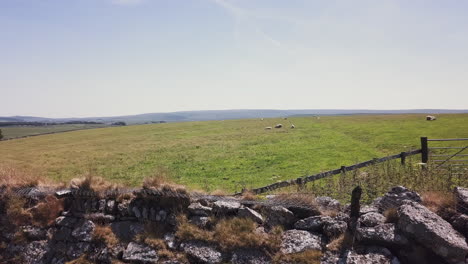 Pan-right,-sheep-graze-in-a-pasture-surrounded-by-a-stone-wall-and-metal-fence