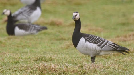 Barnacle-goose-close-up-in-a-field-of-short-grass-at-the-Caerlaverock-Wetland-Centre,-South-West-Scotland