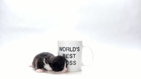 1-week-old-kitten-crawls-by-a-coffee-mug