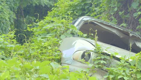 A-car-wreck-abandoned-in-Hawaii's-jungle,-covered-by-creeping-vines