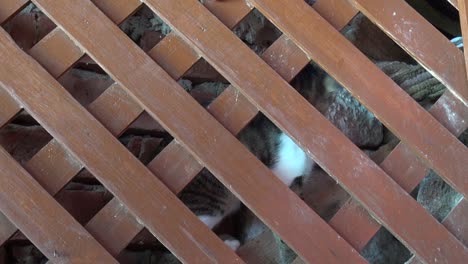 Just-a-kitten-behind-the-lattice
