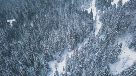 flying-over-a-forest-in-the-winter
