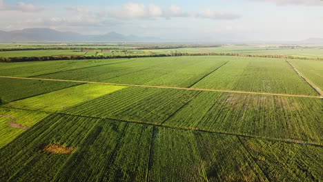 Drone-flying-high-over-fields-of-sugarcane-with-mountains-in-the-background