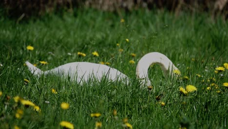 swan-eat-grass-in-green