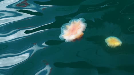 orange-jellyfish-with-long-medusa-f-in-clear-blue-water-at-the-port-of-Stavanger-Norway